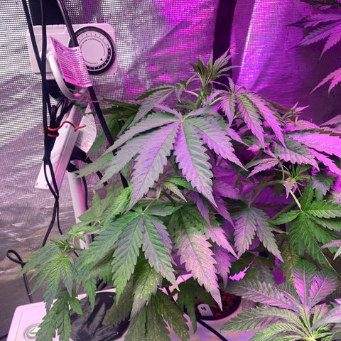 Strawberry cough #4 growlog timeline photo