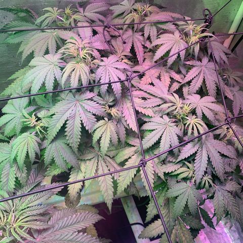 Strawberry Cough #3 growlog timeline photo