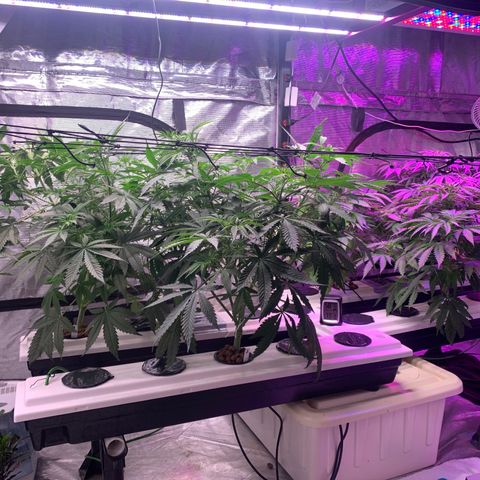 Strawberry cough #5 growlog timeline photo