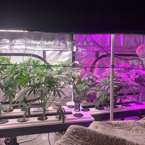 Strawberry cough #5 growlog timeline photo