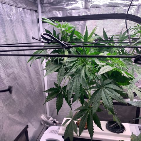 Strawberry Cough #1 growlog timeline photo