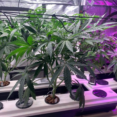 Strawberry Cough #2 growlog timeline photo