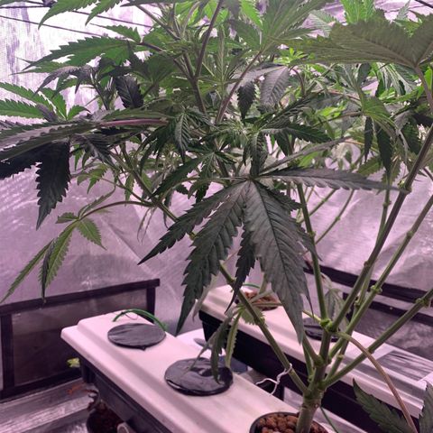 Strawberry Cough #2 growlog timeline photo