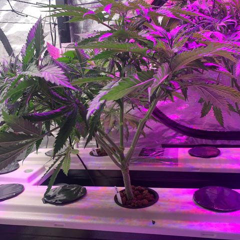 Strawberry cough #5 growlog timeline photo
