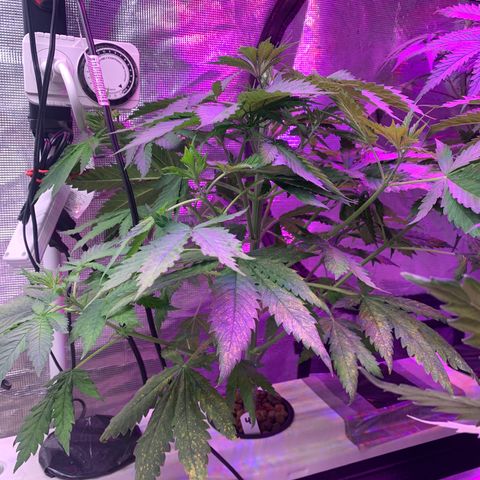 Strawberry cough #4 growlog photo: Still never trimmed going to leave to grow as it would 
