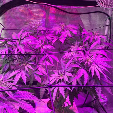 Strawberry Cough #3 growlog timeline photo