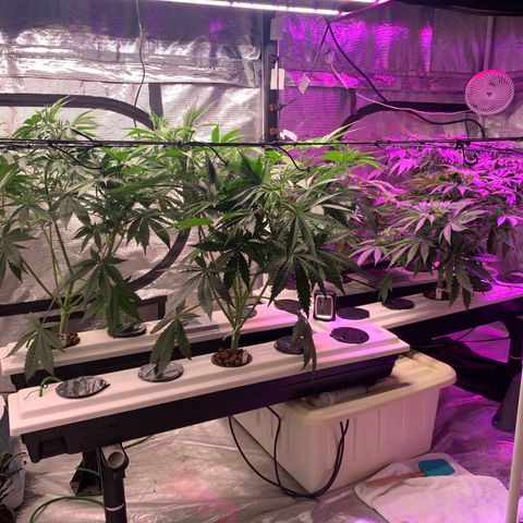 Strawberry cough #5 growlog timeline photo