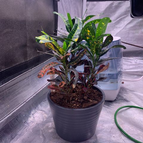 Strawberry cough #5 growlog timeline photo