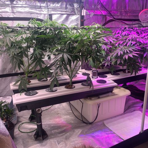 Strawberry cough #5 growlog timeline photo