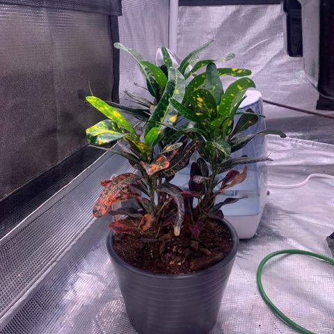 Strawberry cough #5 growlog timeline photo