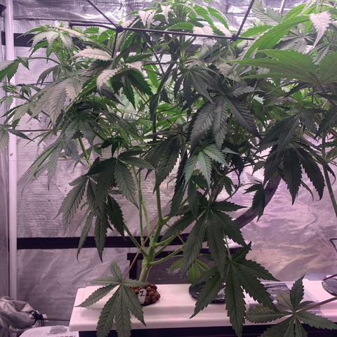 Strawberry Cough #1 growlog timeline photo