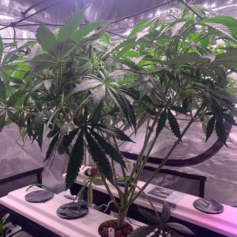 Strawberry Cough #2 growlog timeline photo