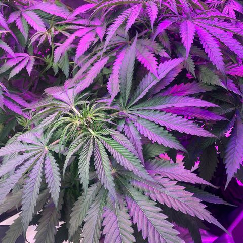 Strawberry cough #5 growlog timeline photo