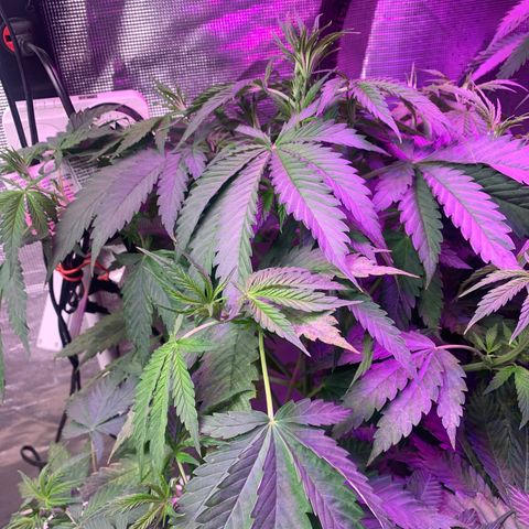 Strawberry cough #4 growlog timeline photo