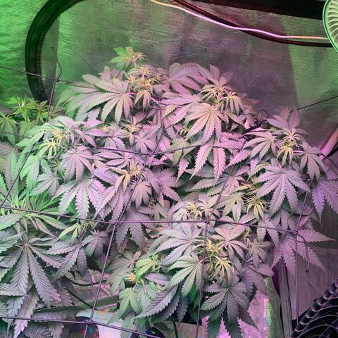 Strawberry Cough #3 growlog timeline photo