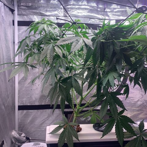 Strawberry Cough #1 growlog timeline photo