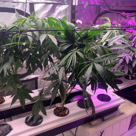 Strawberry Cough #2 growlog timeline photo