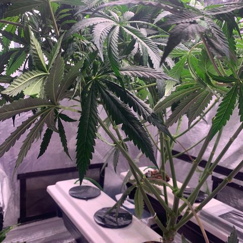 Strawberry Cough #2 growlog timeline photo