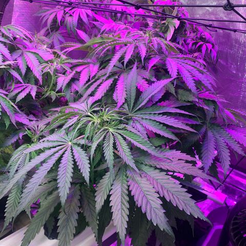 Strawberry cough #5 growlog timeline photo