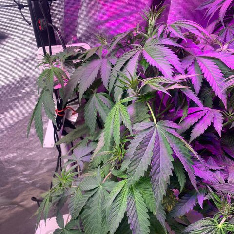 Strawberry cough #4 growlog timeline photo
