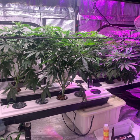 Strawberry cough #5 growlog timeline photo