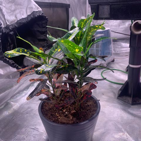 Strawberry cough #5 growlog timeline photo