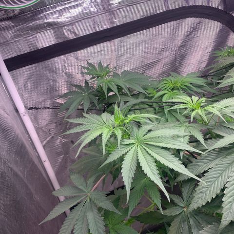 Strawberry Cough #1 growlog timeline photo