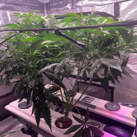 Strawberry Cough #2 growlog timeline photo