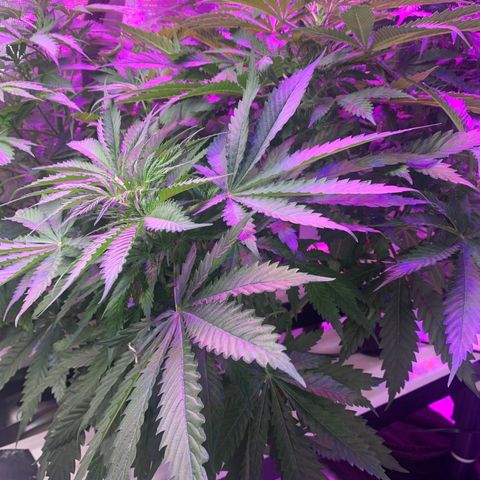 Strawberry cough #5 growlog timeline photo