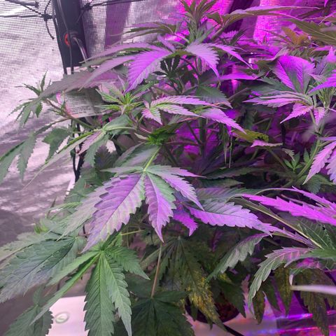 Strawberry cough #4 growlog timeline photo