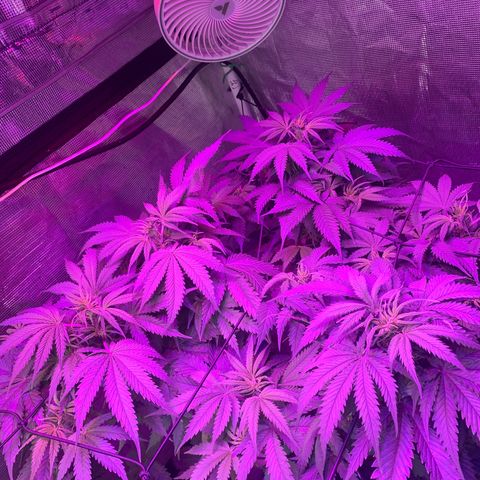Strawberry Cough #3 growlog timeline photo