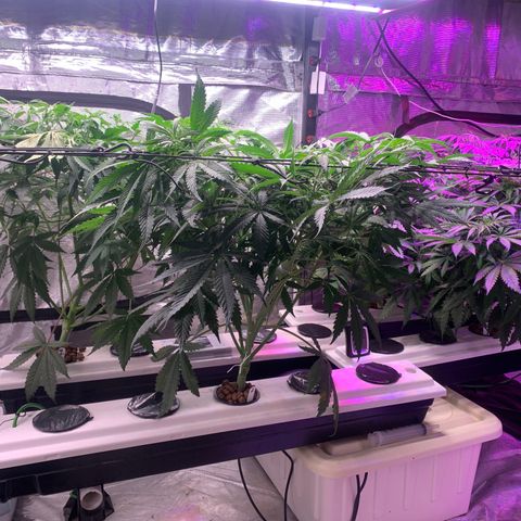 Strawberry cough #5 growlog timeline photo