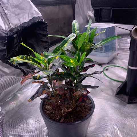 Strawberry cough #5 growlog timeline photo