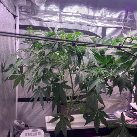 Strawberry Cough #1 growlog timeline photo