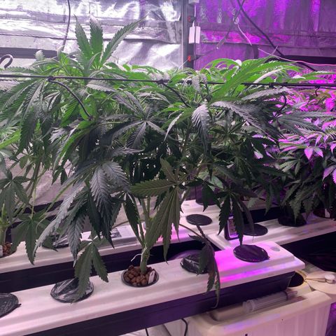 Strawberry Cough #2 growlog timeline photo