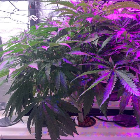 Strawberry cough #5 growlog timeline photo