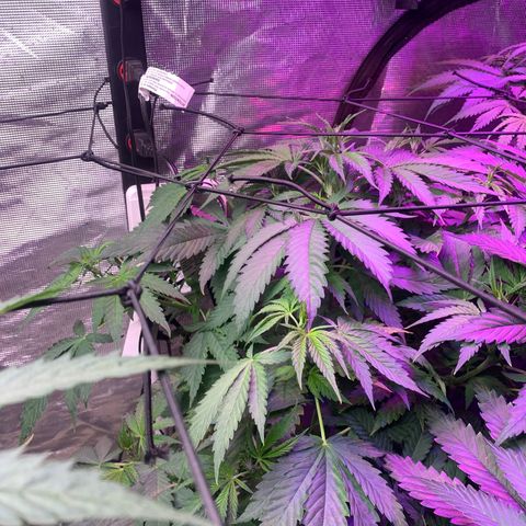 Strawberry cough #4 growlog timeline photo
