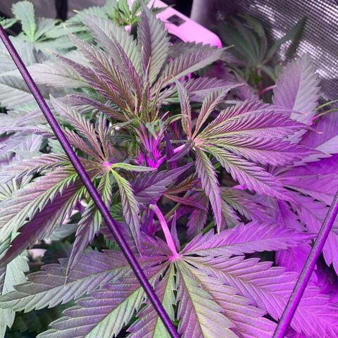Strawberry cough #4 growlog timeline photo