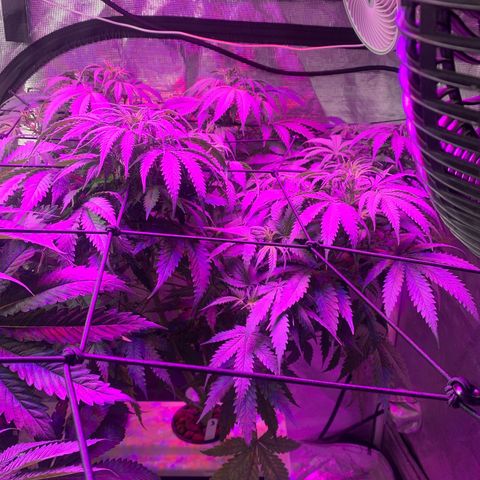 Strawberry Cough #3 growlog timeline photo
