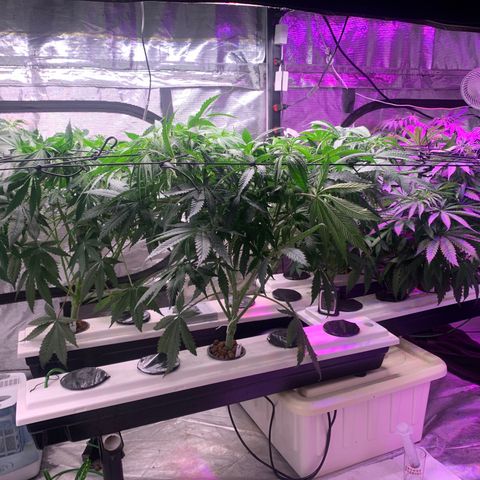 Strawberry cough #5 growlog timeline photo