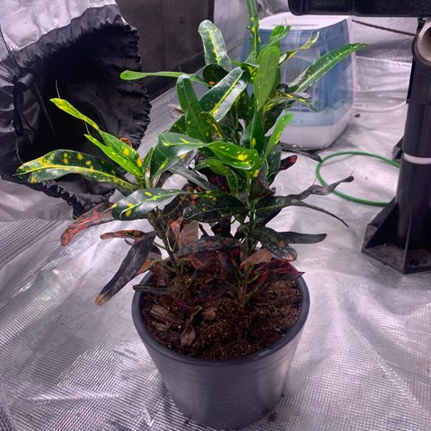 Strawberry cough #5 growlog timeline photo