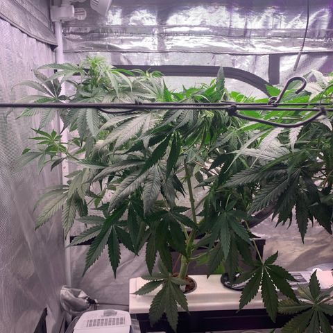Strawberry Cough #1 growlog timeline photo