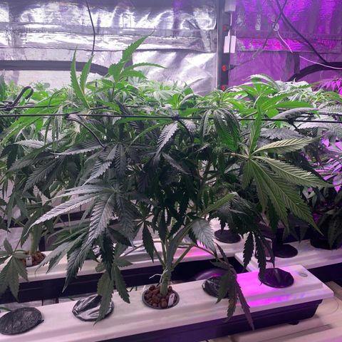 Strawberry Cough #2 growlog timeline photo