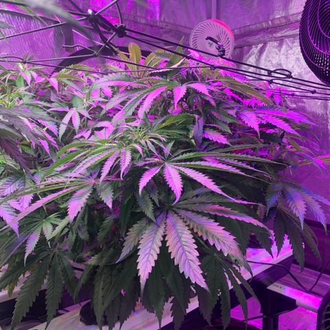 Strawberry cough #5 growlog timeline photo