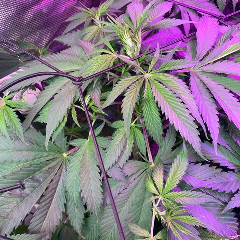 Strawberry cough #4 growlog timeline photo