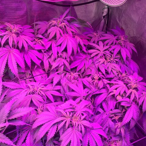 Strawberry Cough #3 growlog timeline photo
