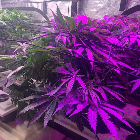 Strawberry cough #5 growlog timeline photo