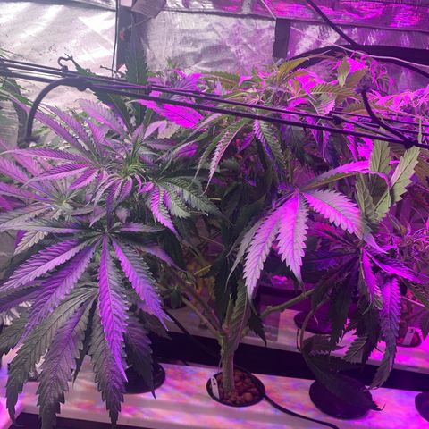 Strawberry cough #5 growlog timeline photo