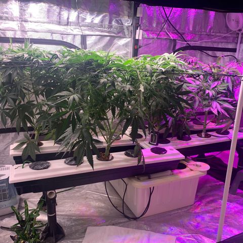 Strawberry cough #5 growlog timeline photo