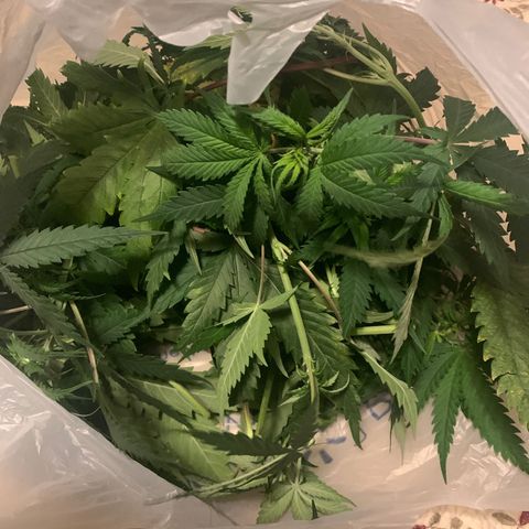 Strawberry cough #5 growlog timeline photo